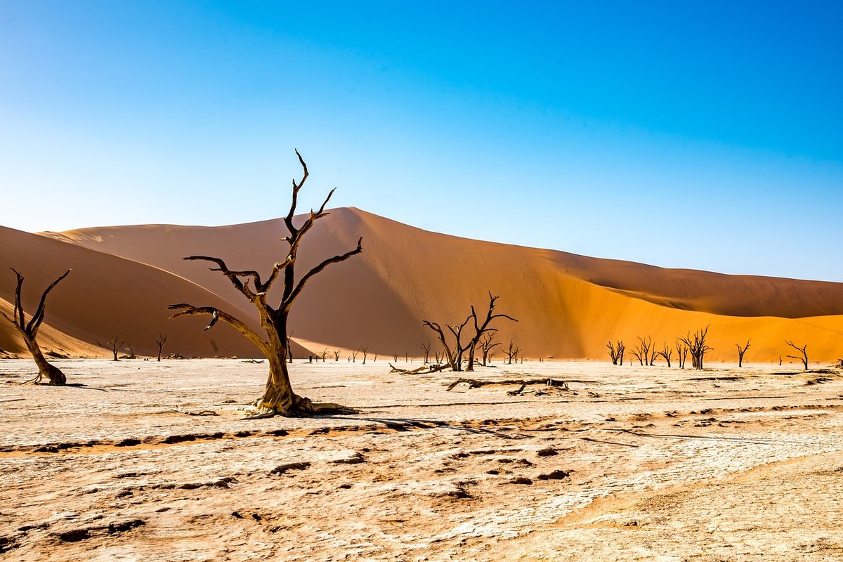 MerlinTour-Namibie-PIXABAY.jpg